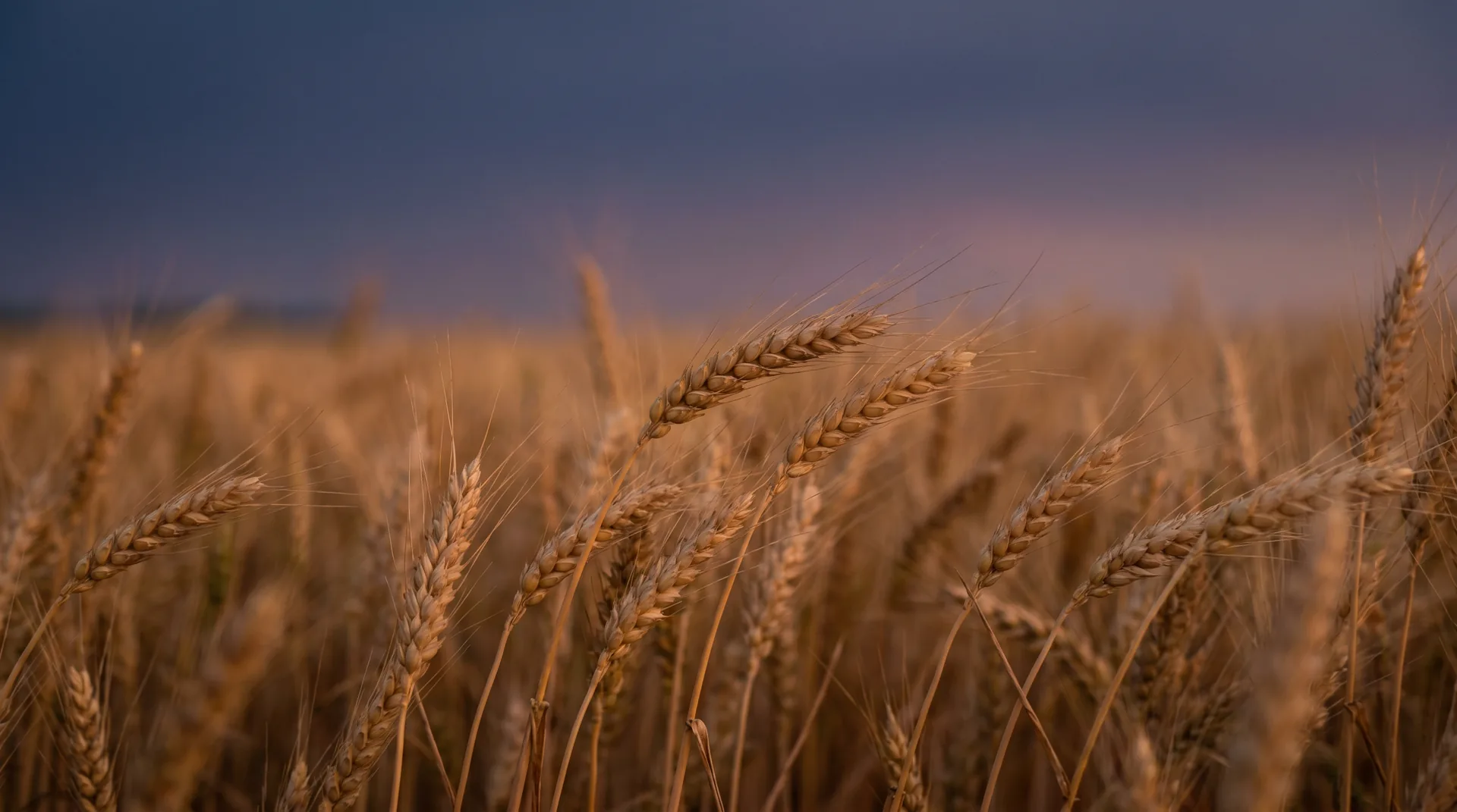 Golden wheat heads swaying in warm evening light on the Alberta prairie